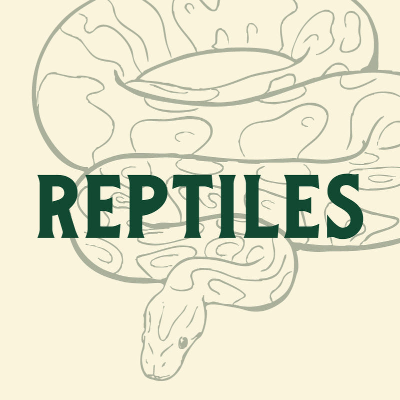 Reptiles